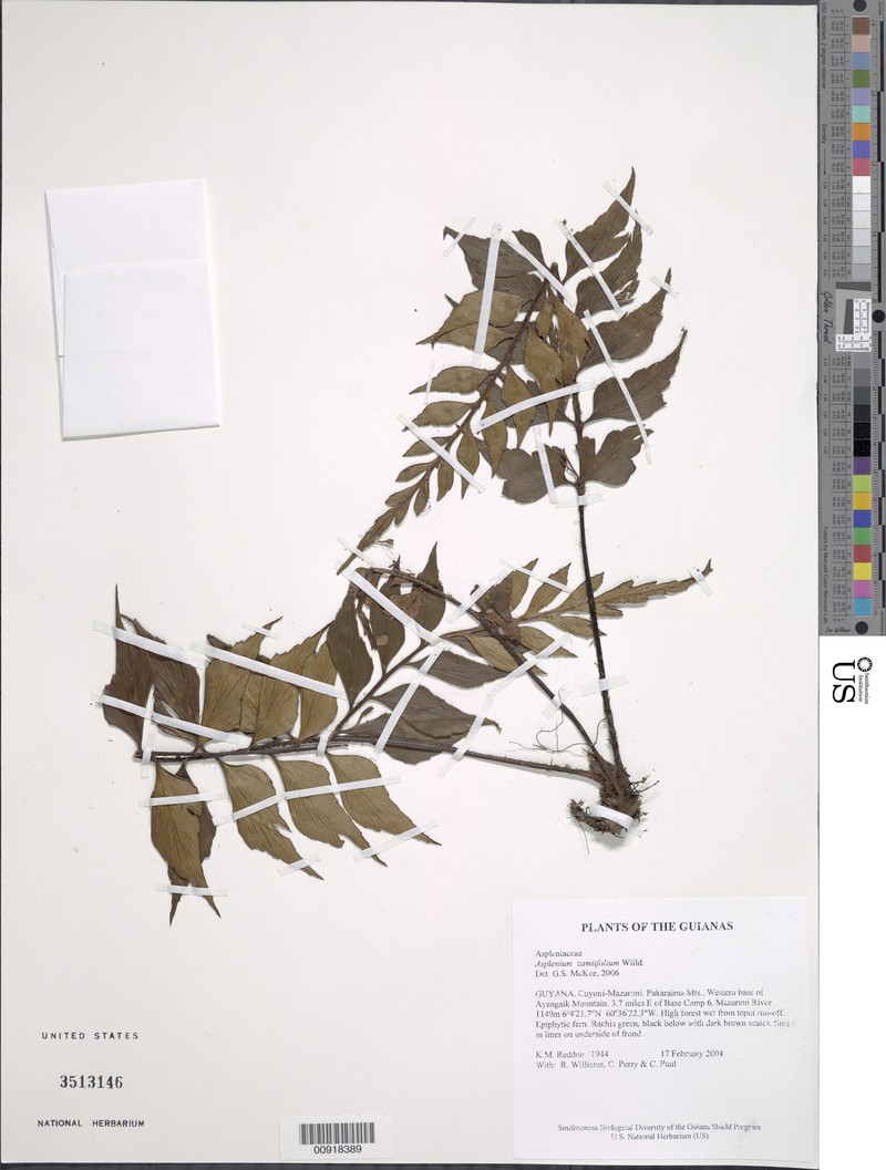 Asplenium zamiifolium