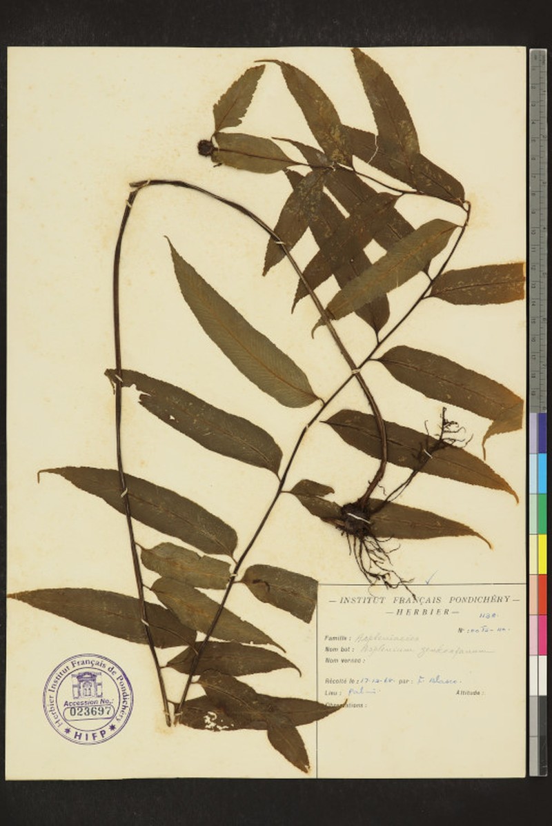 Asplenium zenkerianum photo 4