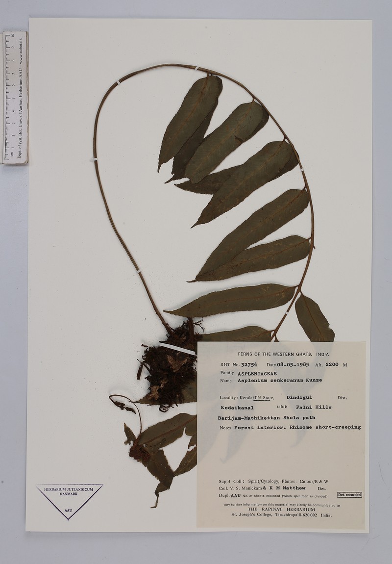 Asplenium zenkerianum