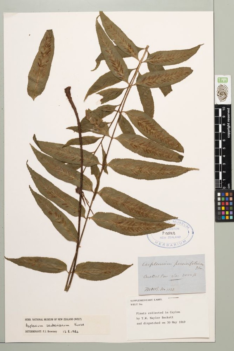Asplenium zenkerianum photo 2