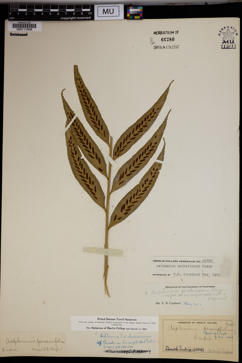 Asplenium zenkerianum photo 3