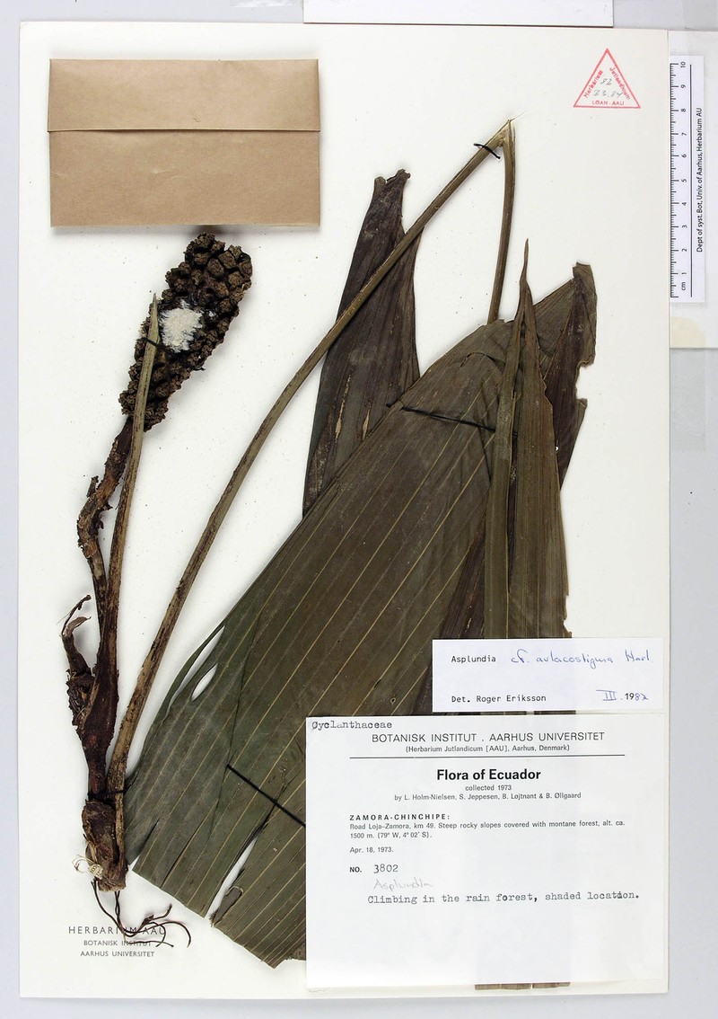 Asplundia aulacostigma