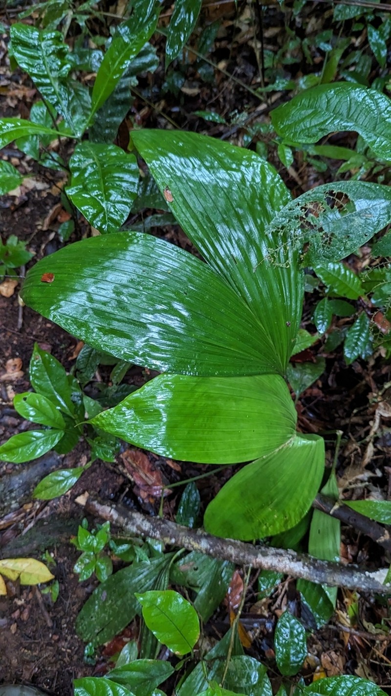 Asplundia brachyphylla