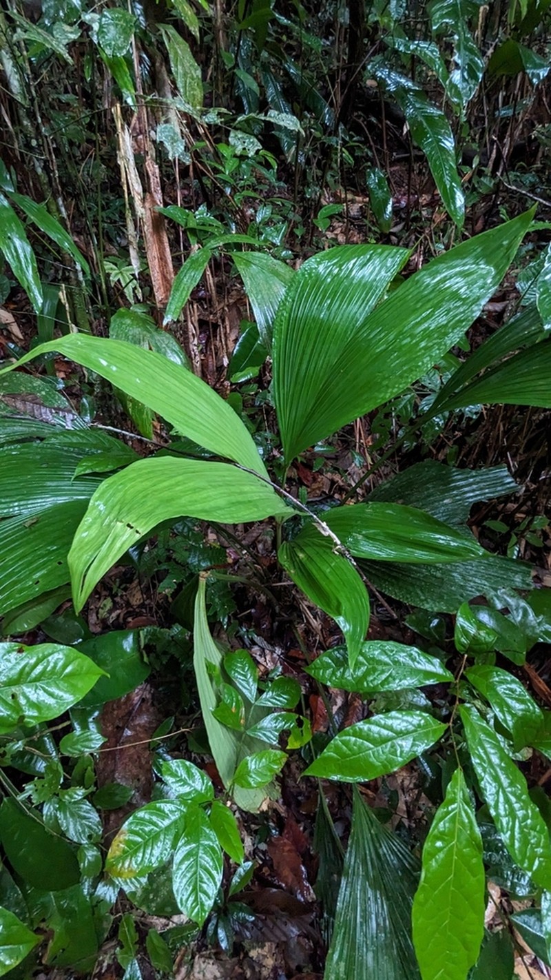 Asplundia brachyphylla photo 2