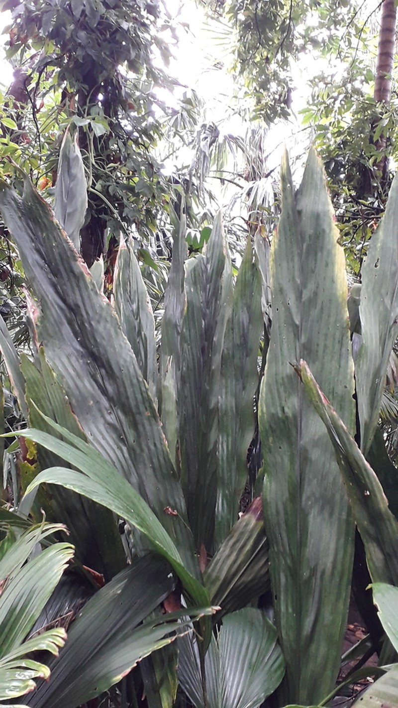 Asplundia callejasii
