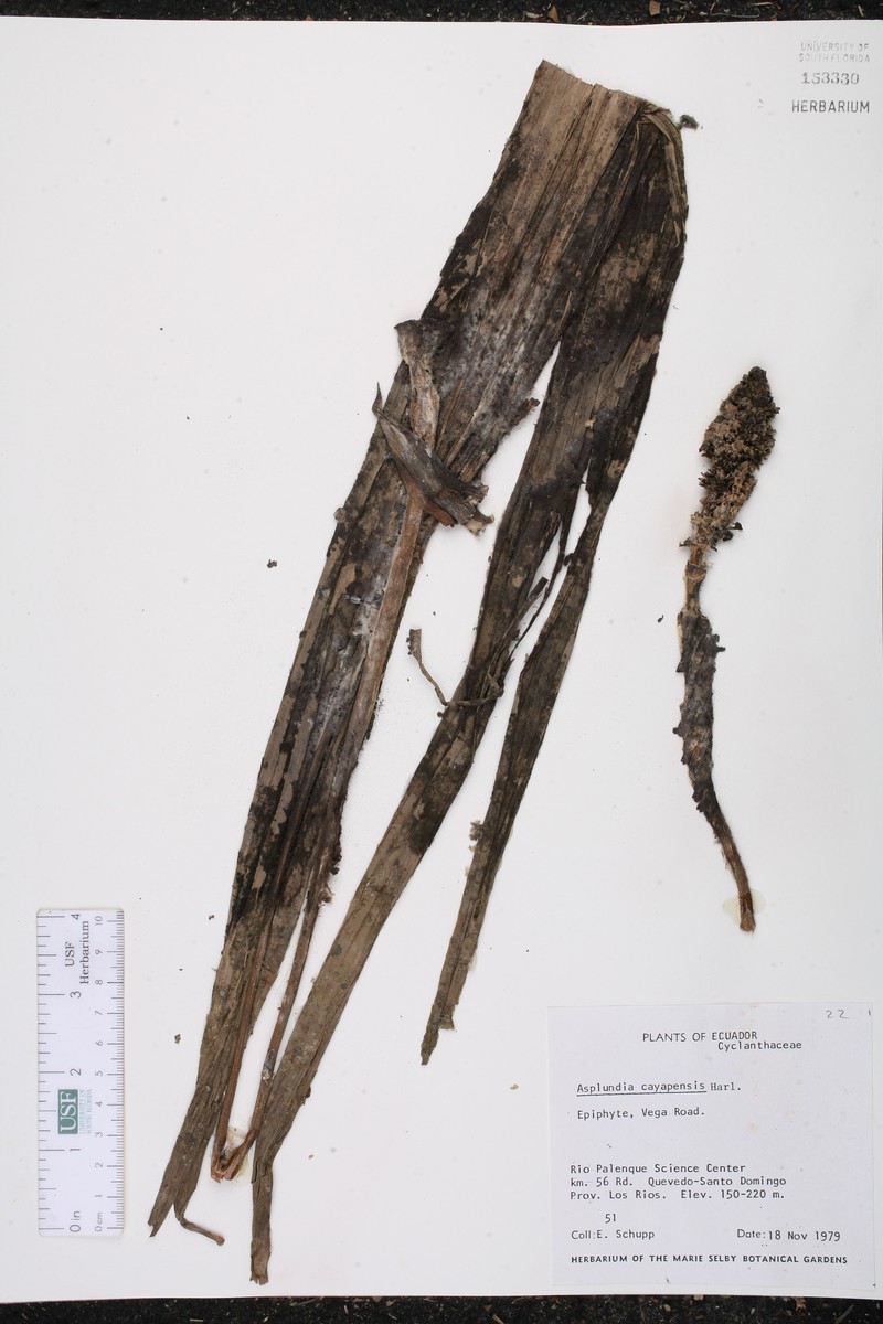 Asplundia cayapensis