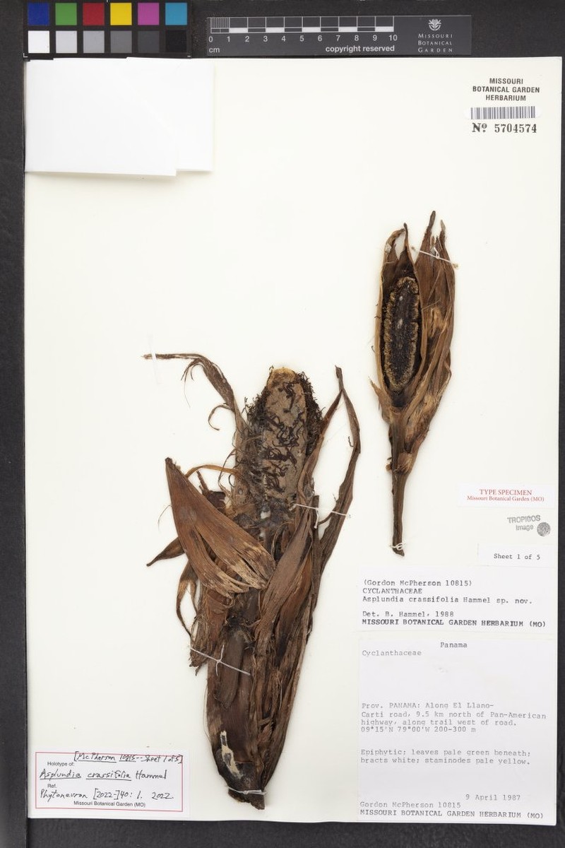 Asplundia crassifolia