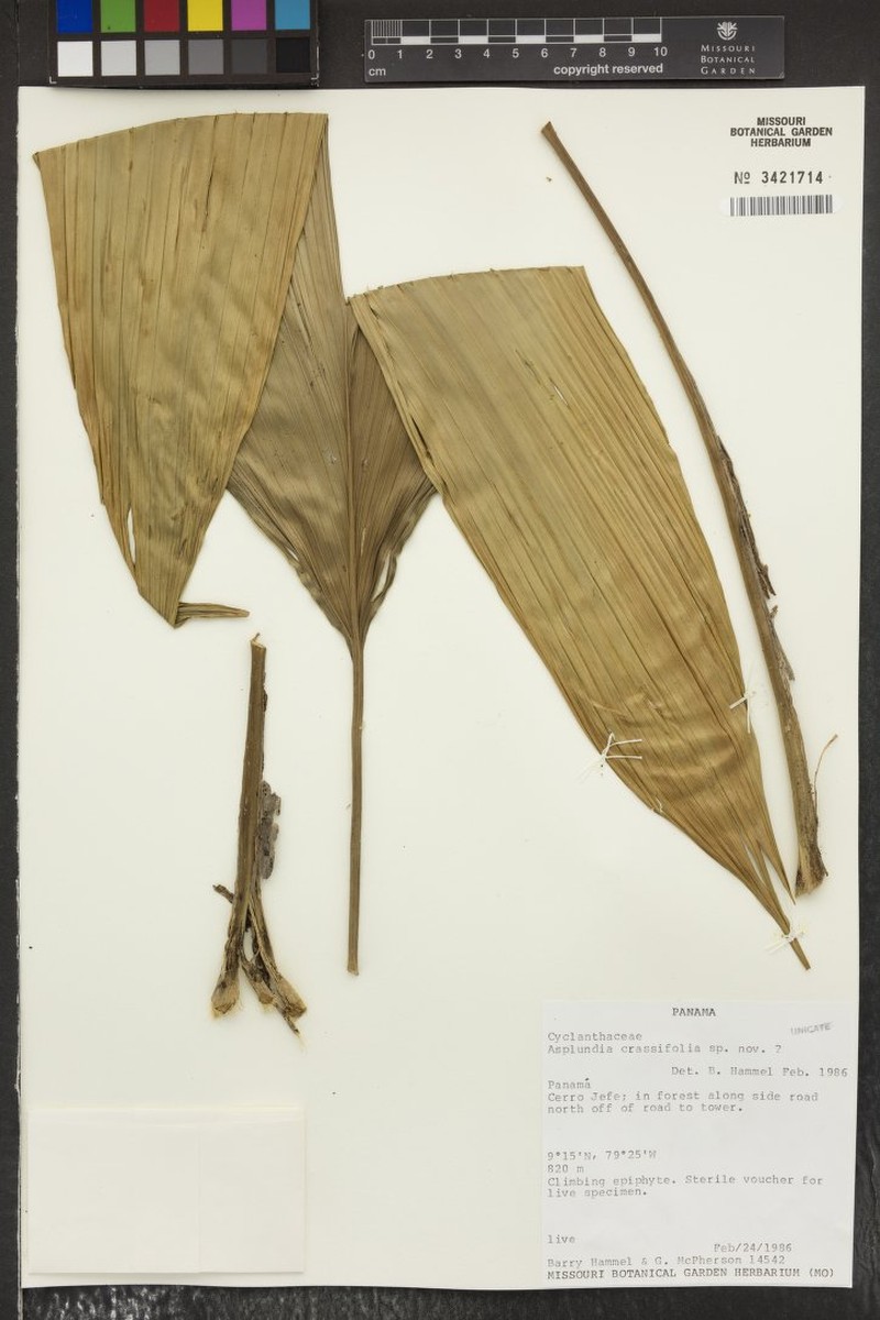 Asplundia crassifolia photo 2