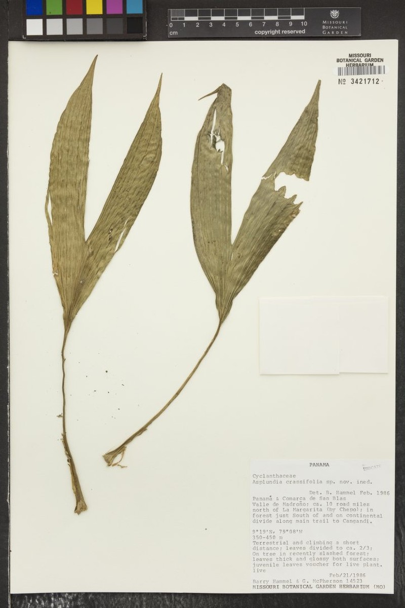 Asplundia crassifolia photo 3