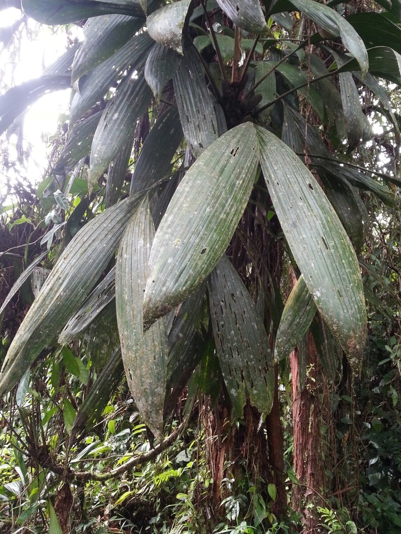 Asplundia cupulifera