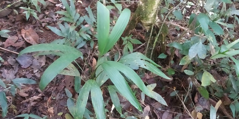 Asplundia cymbispatha