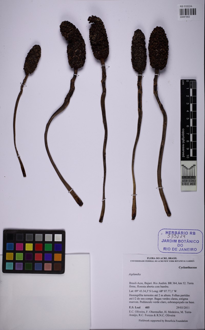 Asplundia cymbispatha photo 2