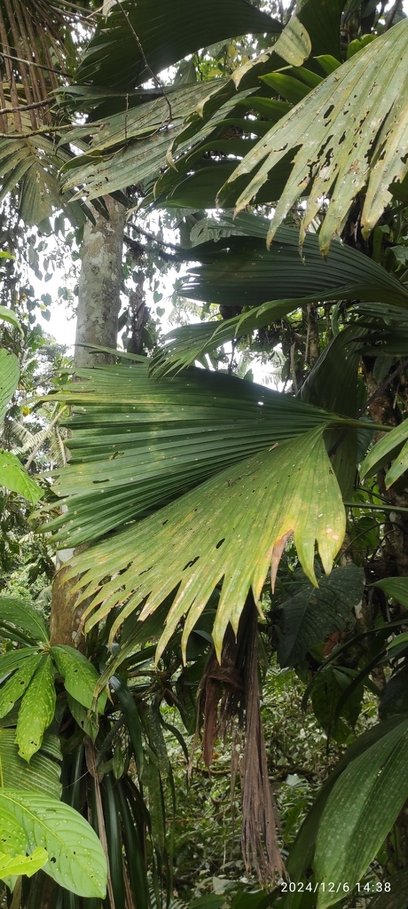 Asplundia domingensis