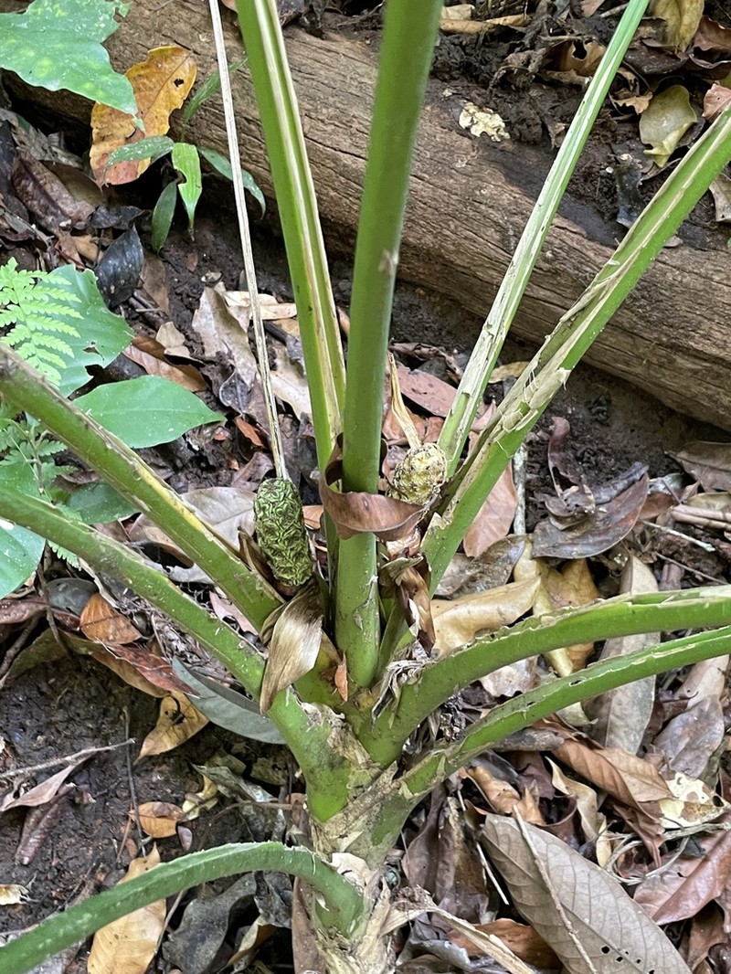 Asplundia gardneri