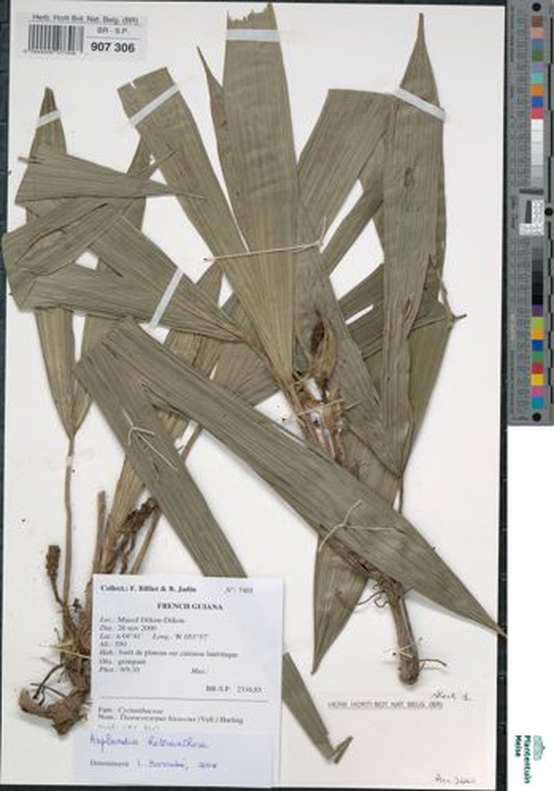 Asplundia heteranthera