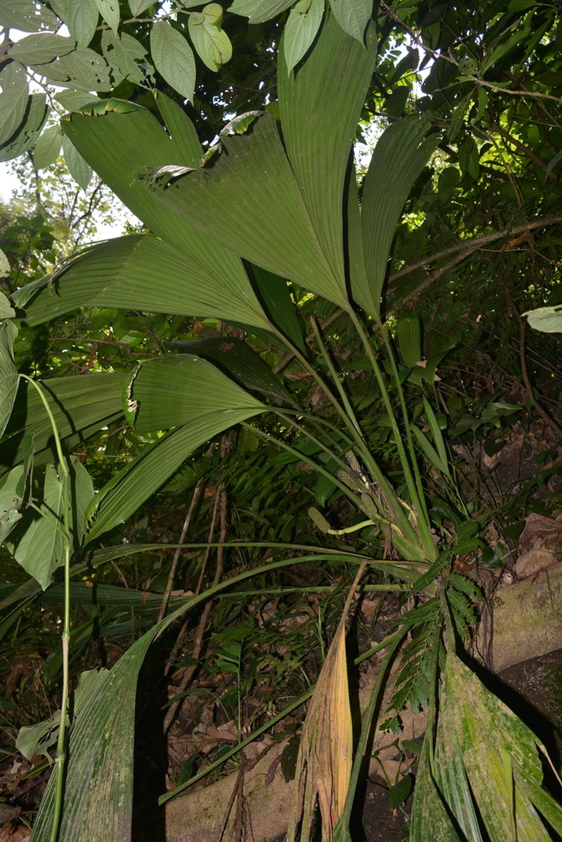 Asplundia labela