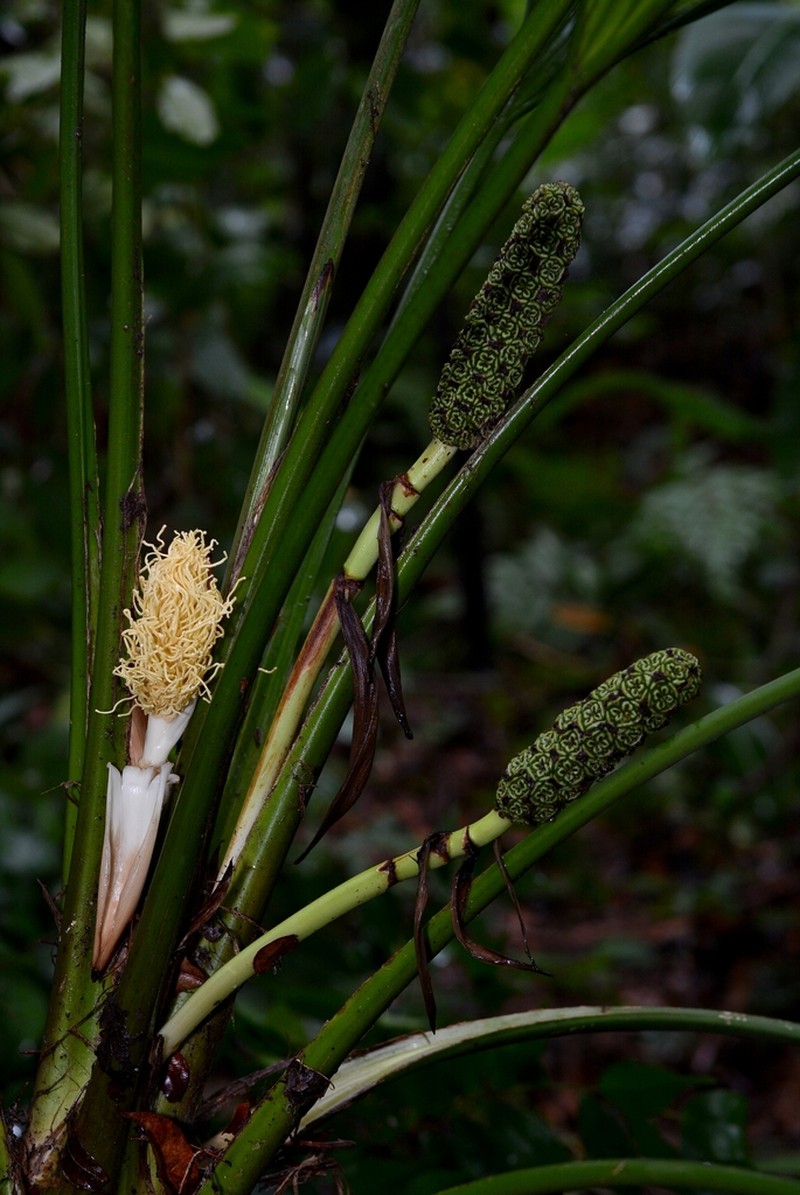 Asplundia liebmannii