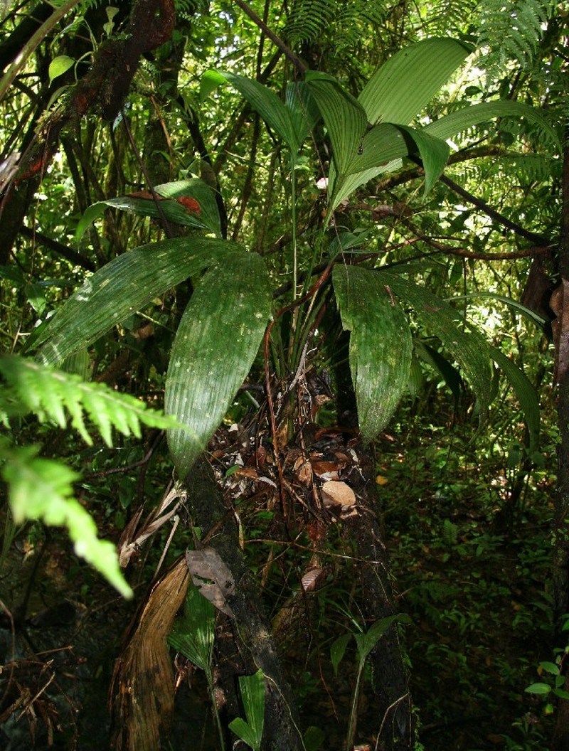 Asplundia longitepala