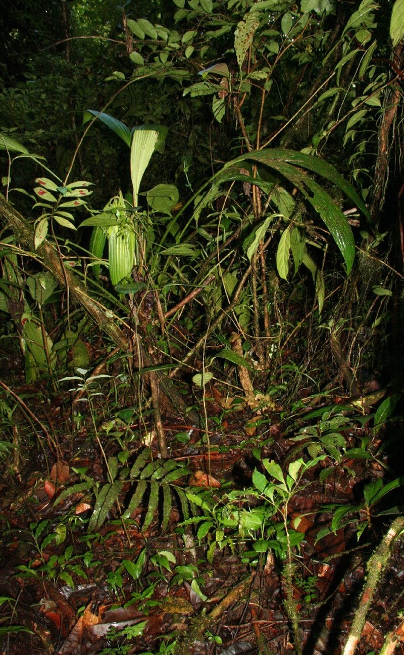 Asplundia longitepala photo 2