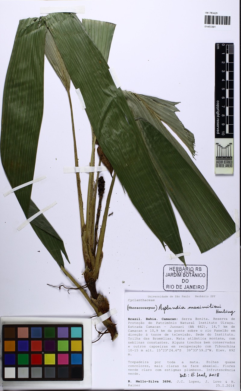 Asplundia maximiliani