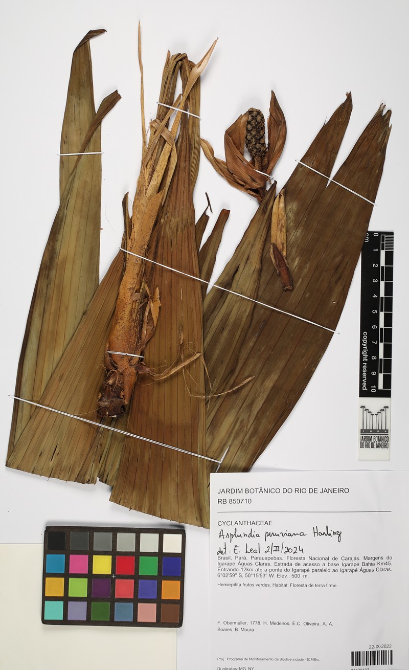 Asplundia peruviana
