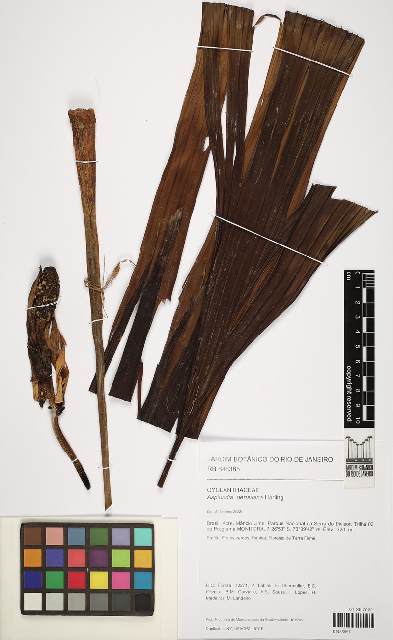 Asplundia peruviana photo 2