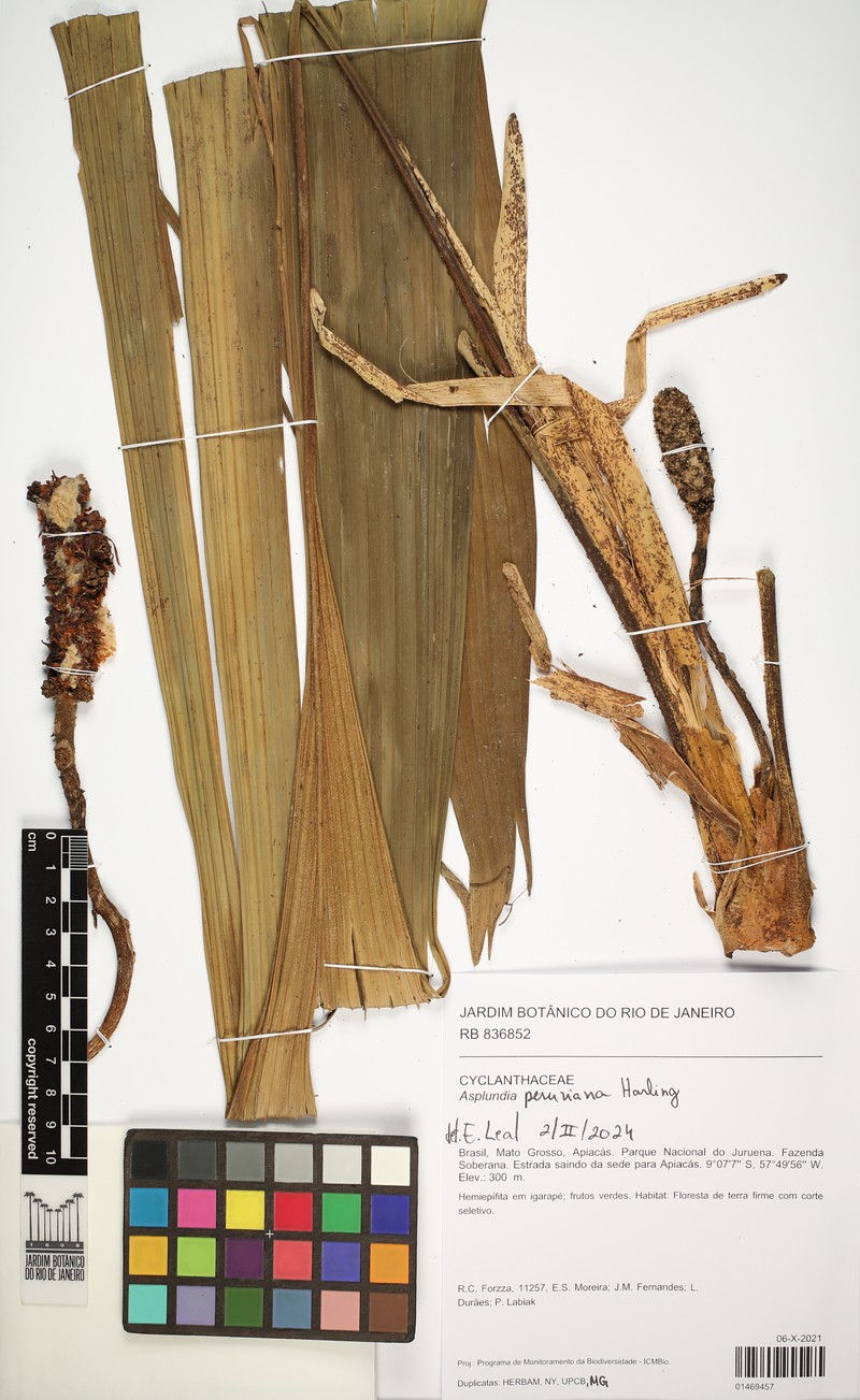 Asplundia peruviana photo 4