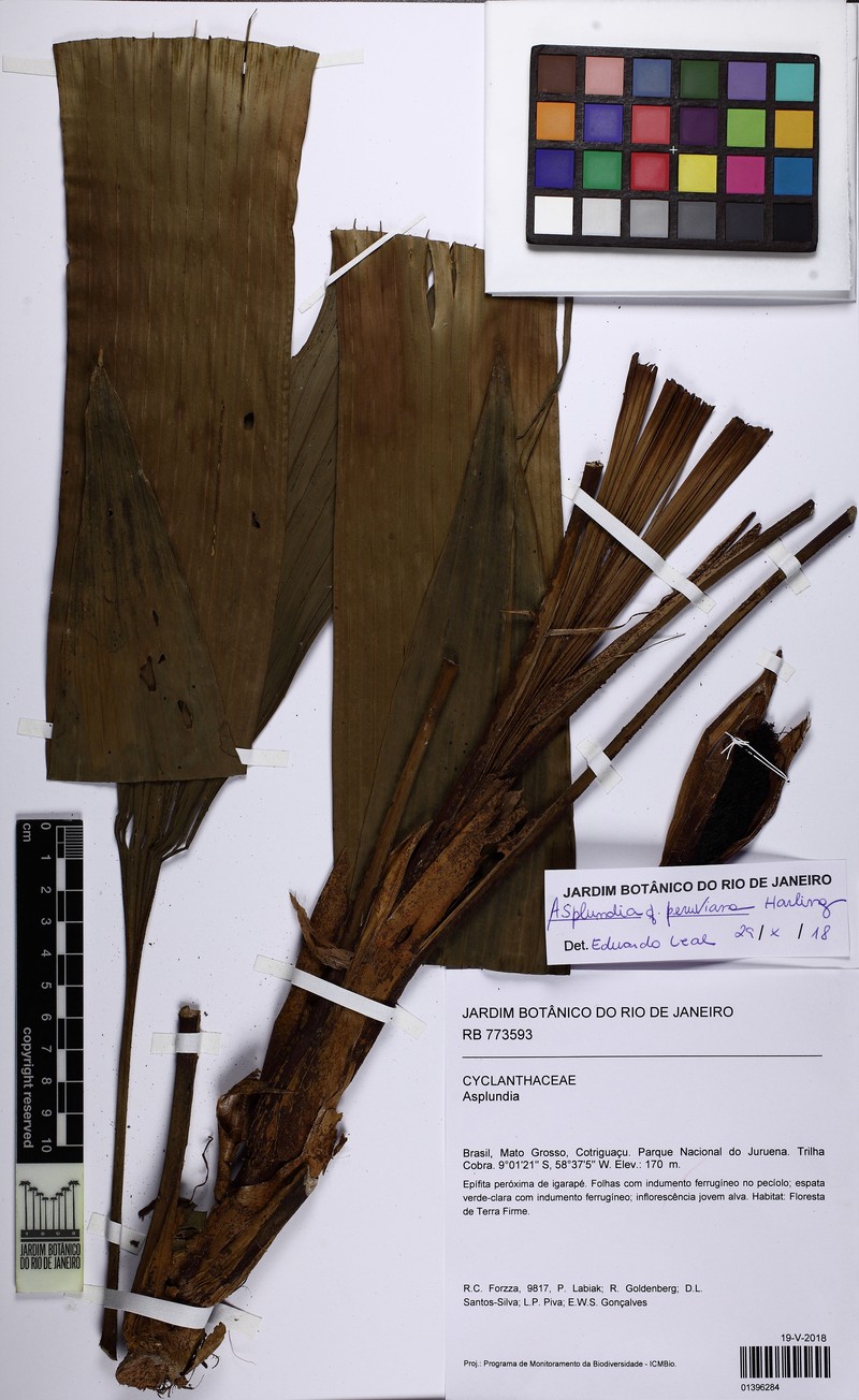 Asplundia peruviana photo 5
