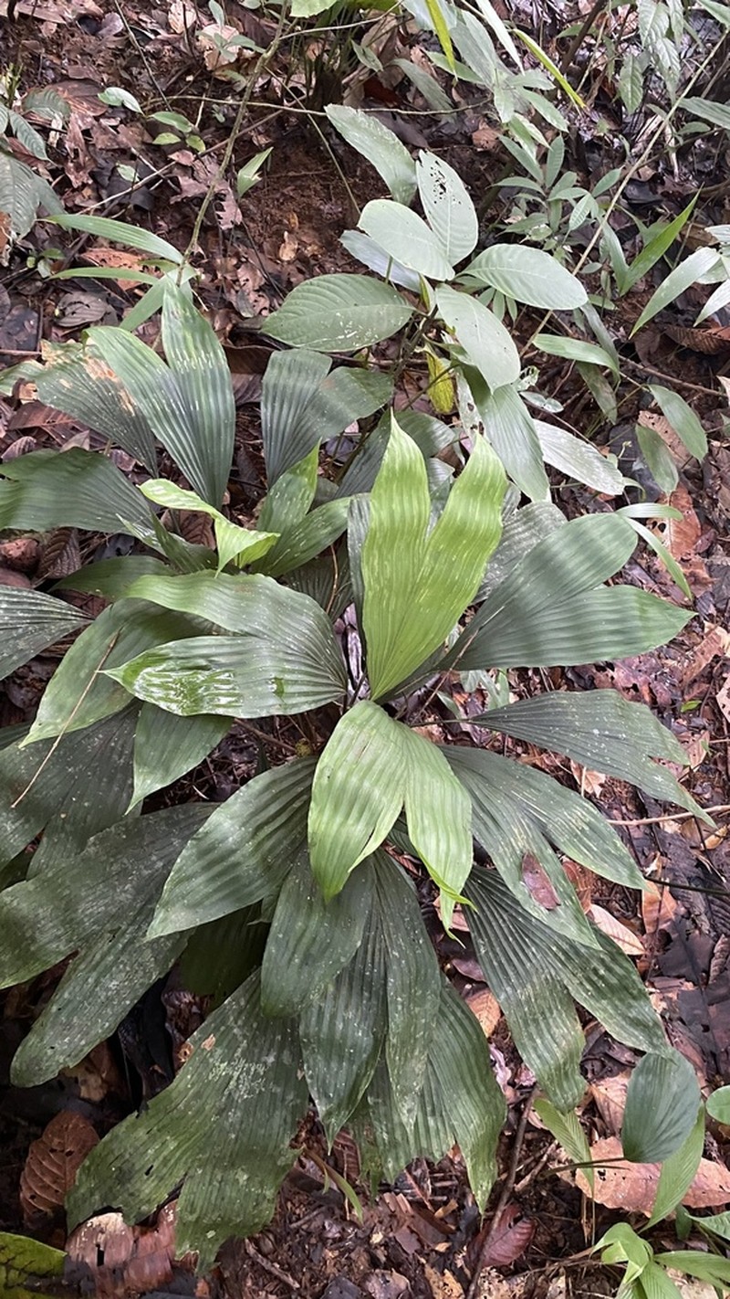 Asplundia pittieri