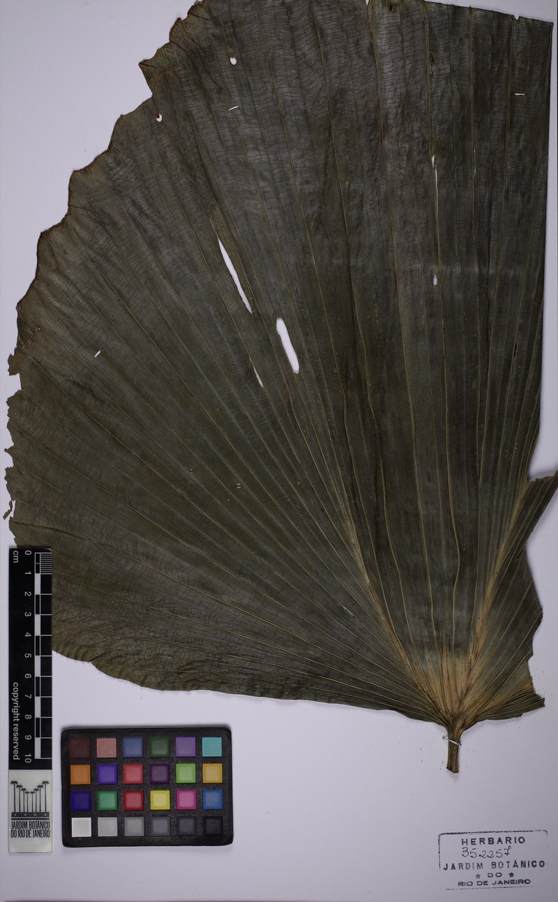 Asplundia platyphylla