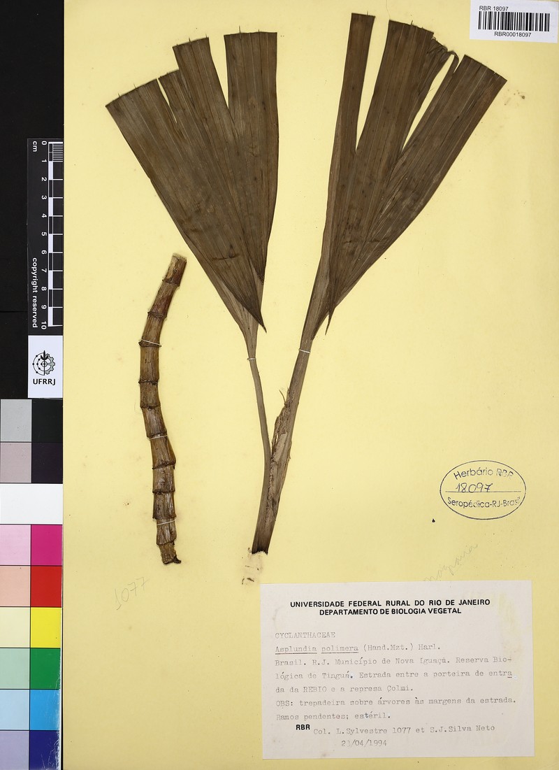 Asplundia polymera