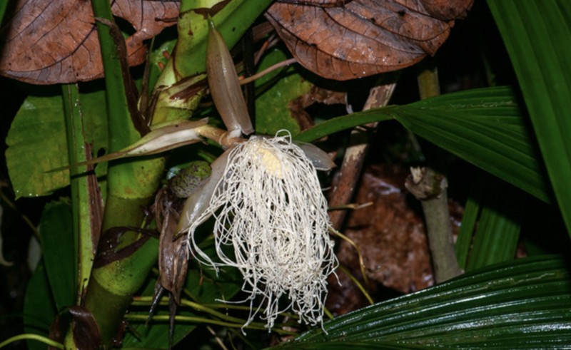 Asplundia rigida