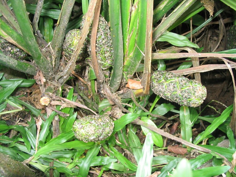 Asplundia rivularis