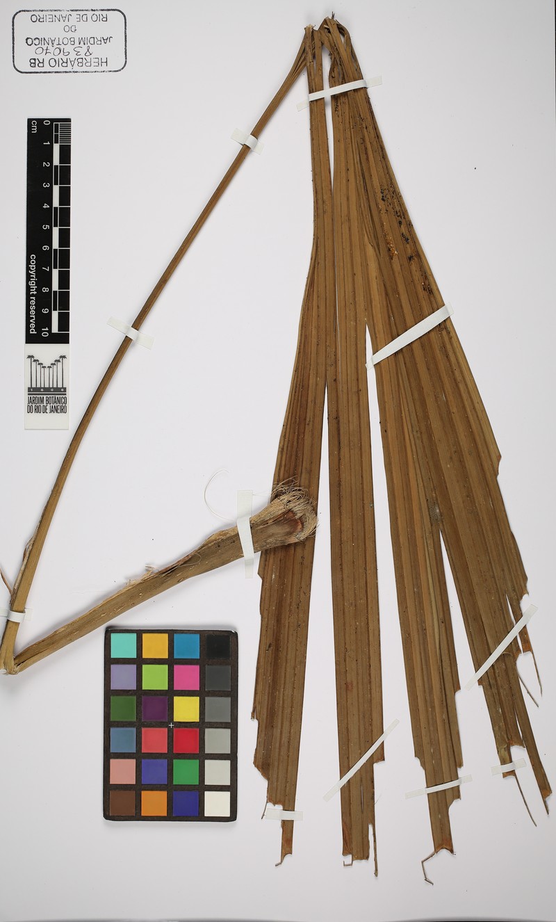 Asplundia rivularis photo 2