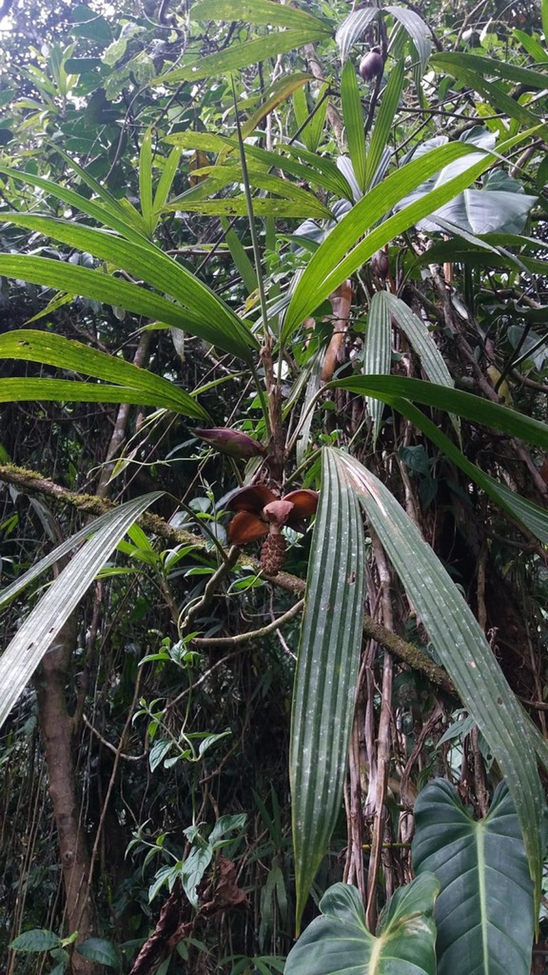 Asplundia sarmentosa