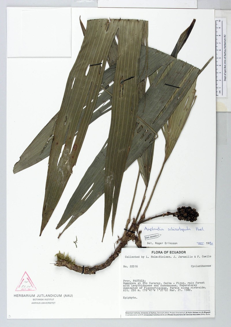 Asplundia schizotepala