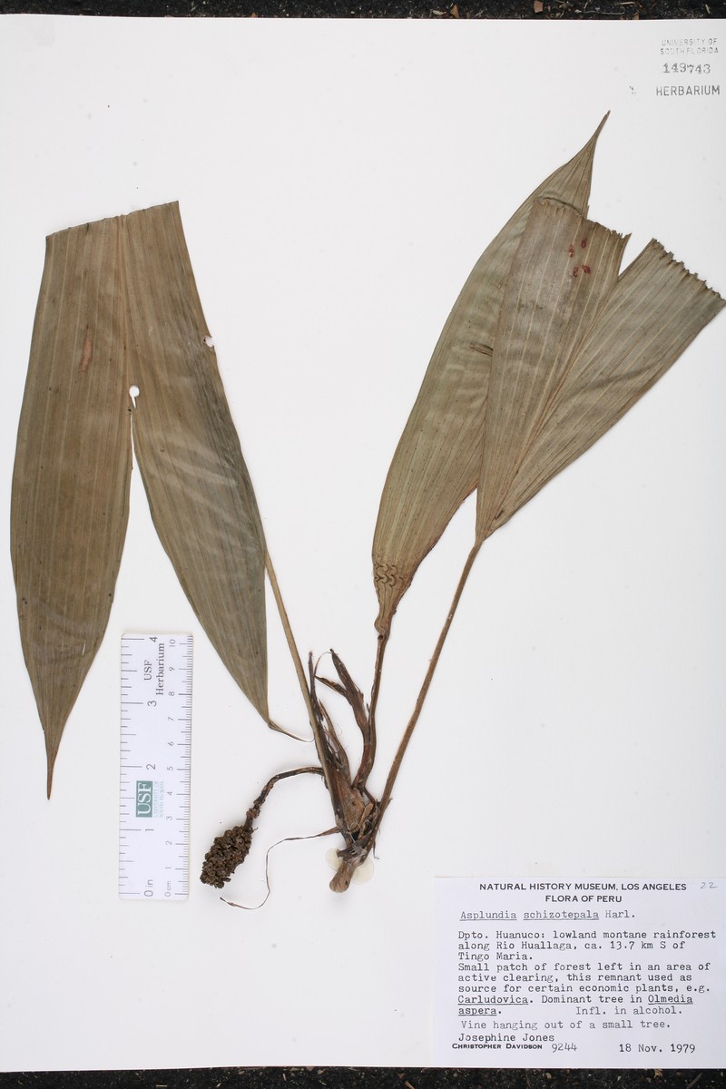 Asplundia schizotepala photo 2