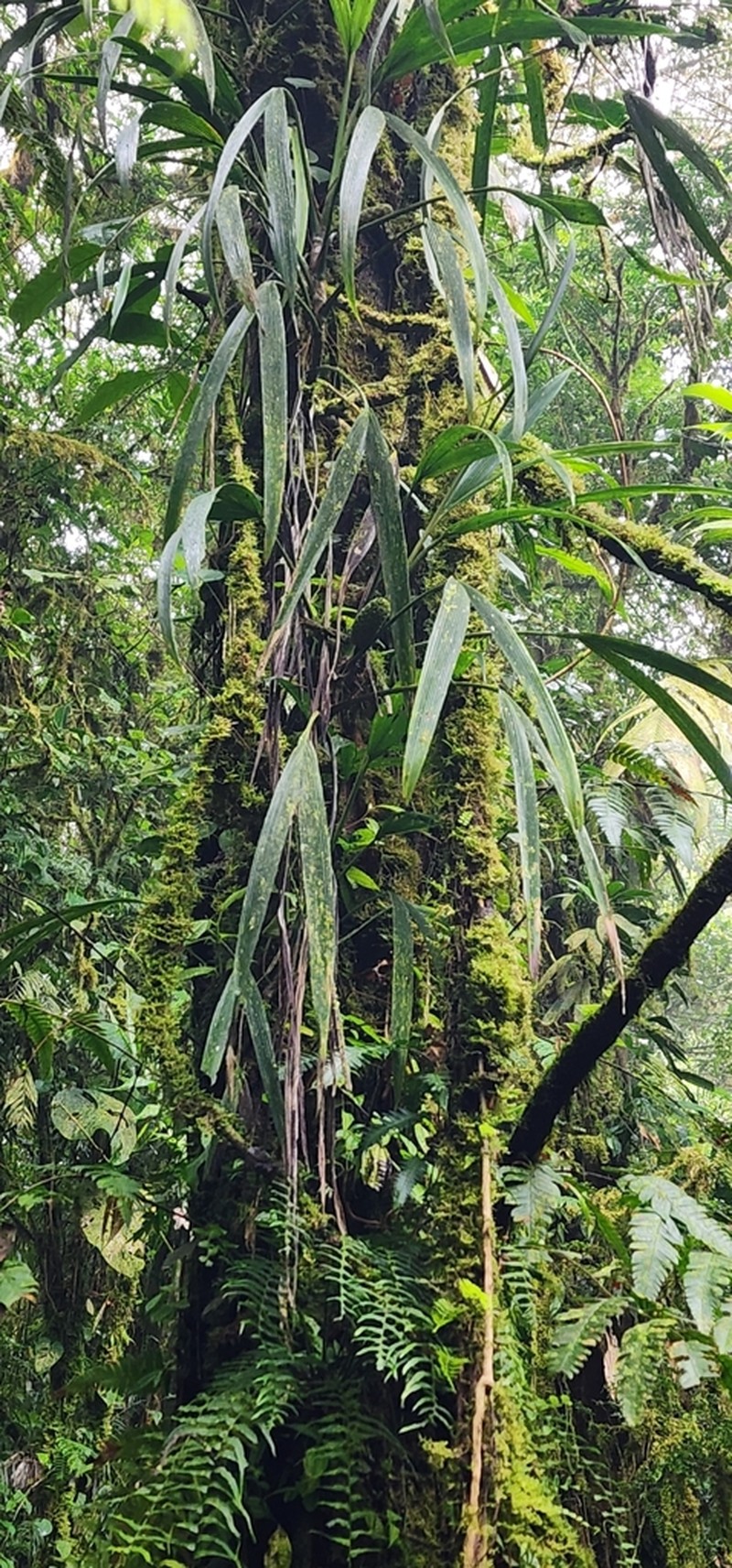 Asplundia stenophylla