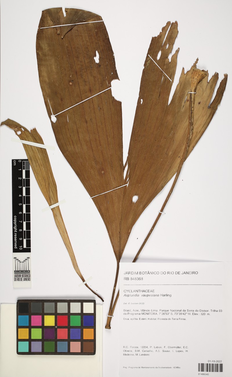 Asplundia vaupesiana