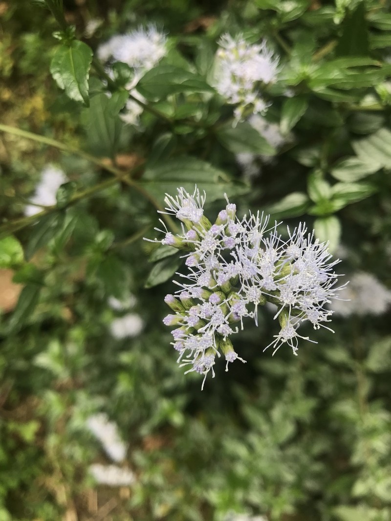 Asplundianthus arcuans photo 3