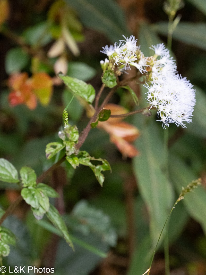 Asplundianthus arcuans photo 4