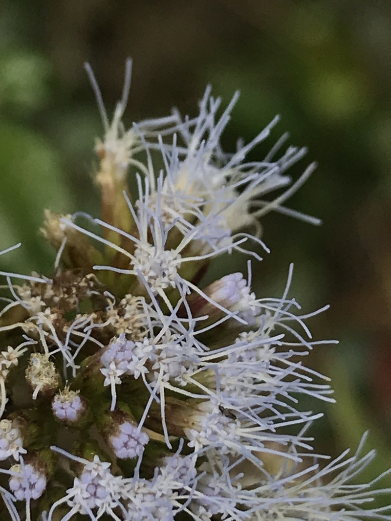 Asplundianthus arcuans photo 5