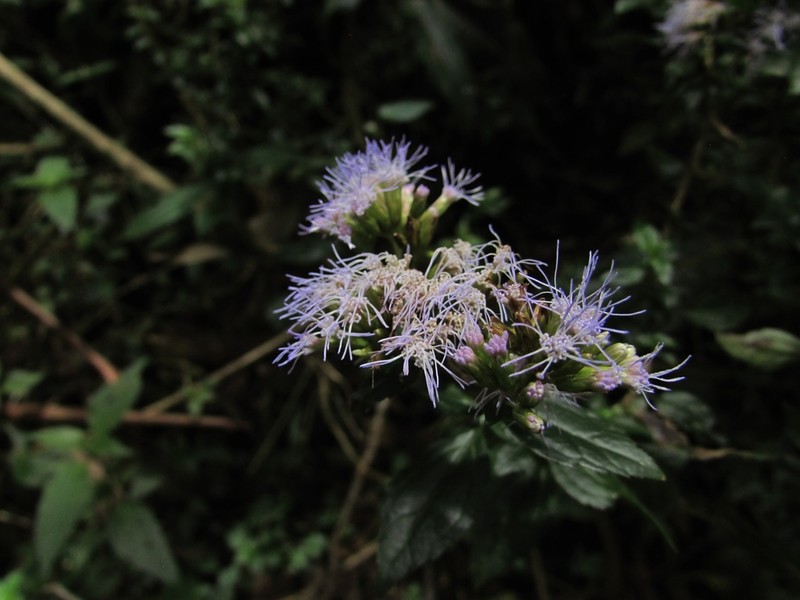 Asplundianthus arcuans