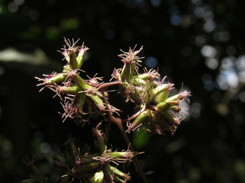 Asplundianthus densus