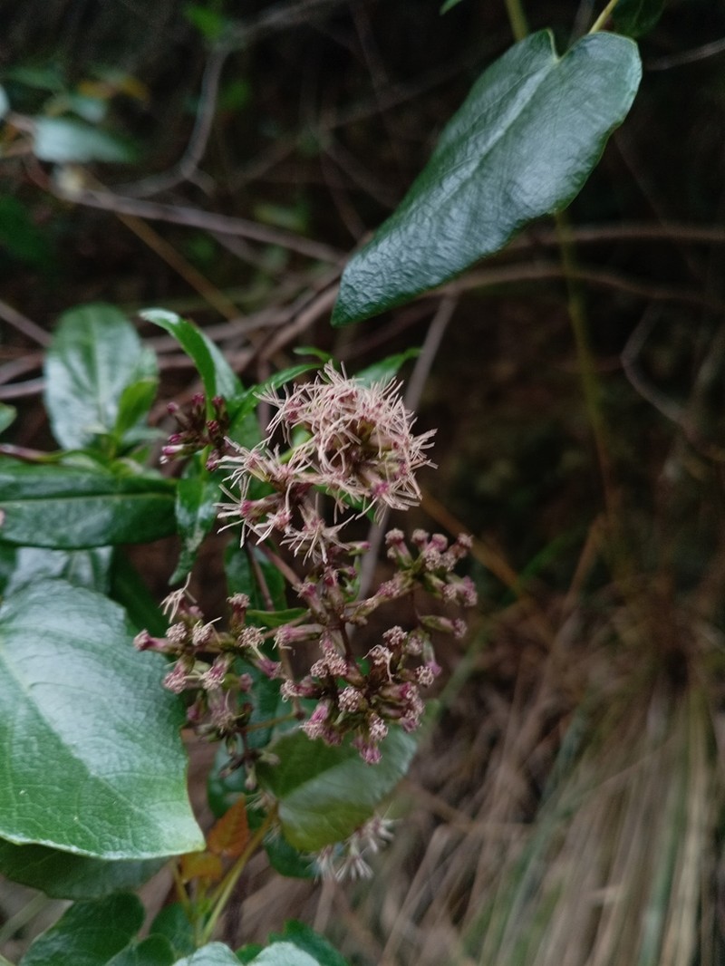 Asplundianthus densus photo 3