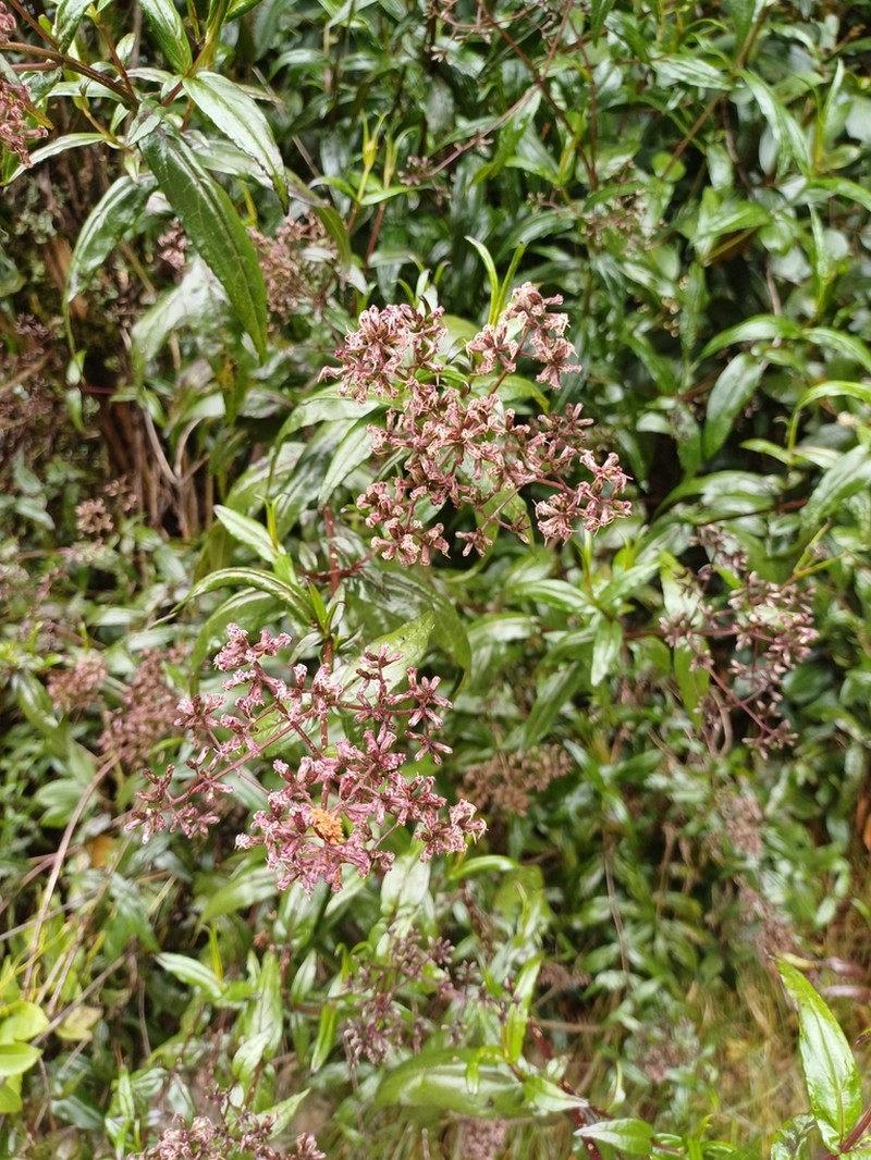 Asplundianthus densus photo 4