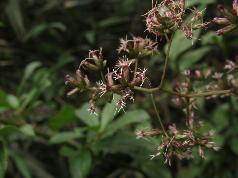Asplundianthus densus photo 5