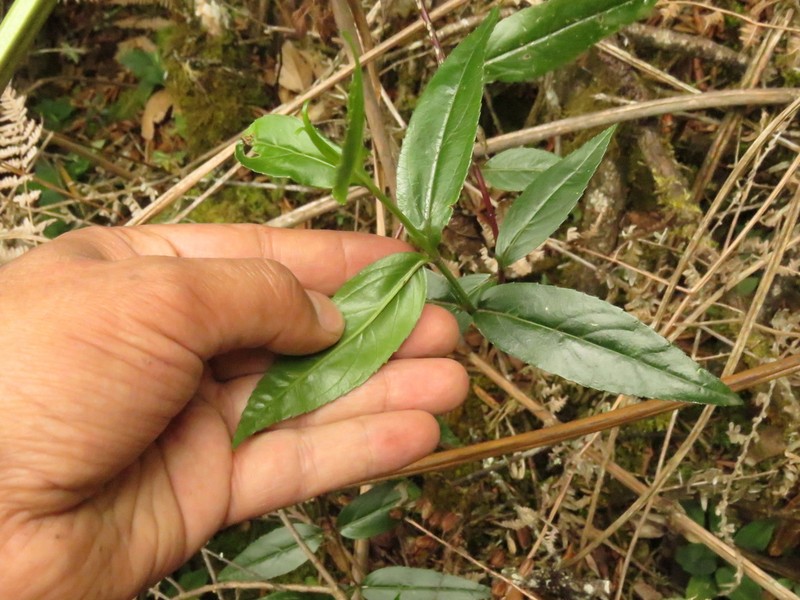 Asplundianthus densus photo 6