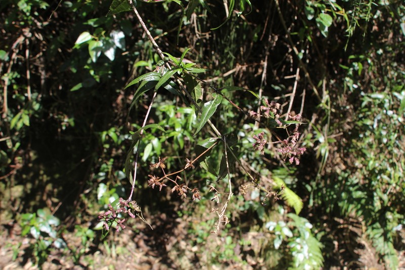 Asplundianthus densus photo 7