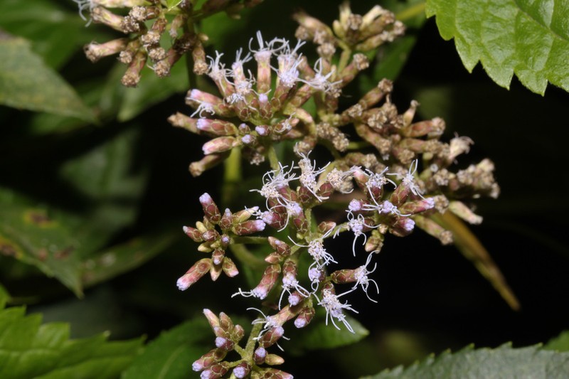 Asplundianthus pseudoglomeratus